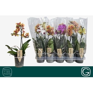PHAL MF GEM 4 KL