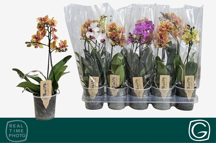 <h4>PHAL MF GEM 4 KL</h4>