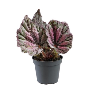 BEGONIA REX-HYBRID P6 DEW DROP