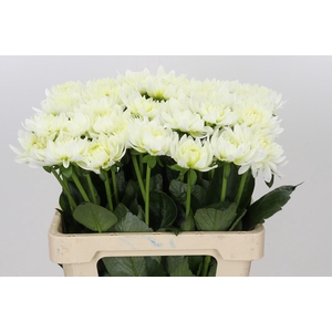 Dahlia Karma M. Zwaan