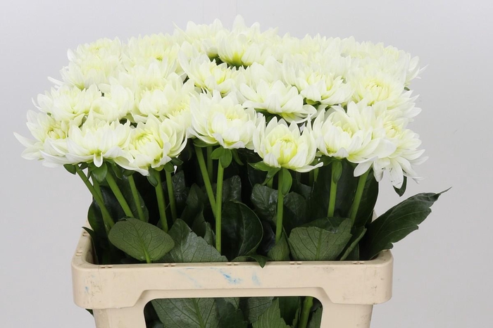 <h4>Dahlia Karma M. Zwaan</h4>