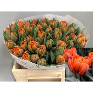 TU DU ORANGE PRINCES