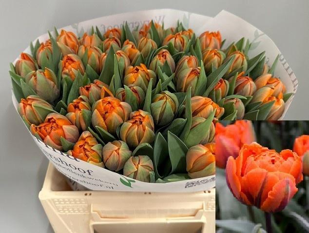 <h4>TU DU ORANGE PRINCES</h4>