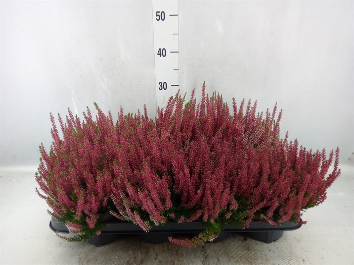 <h4>Calluna vulg. 'Garden G' ...</h4>