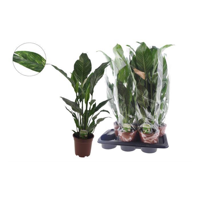 <h4>Spathiphyllum Diamond 17Ø 75cm</h4>