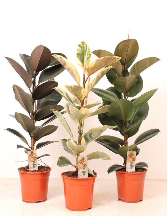 <h4>Ficus P21 Elastica 3 soorten mix</h4>