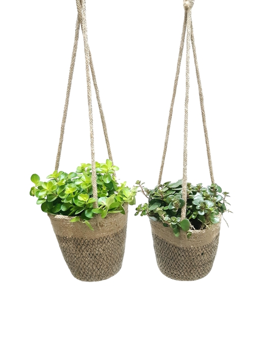 <h4>JH13GEM Hangmand 13cm Single Groenmix</h4>