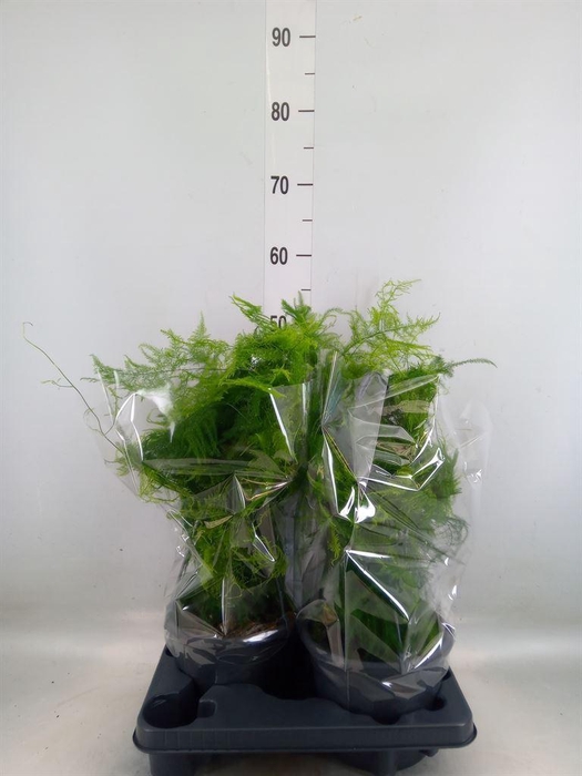 <h4>Asparagus setaceus</h4>