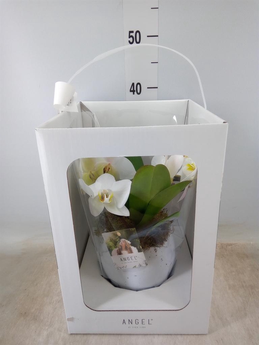 <h4>Phalaenopsis   ...white</h4>