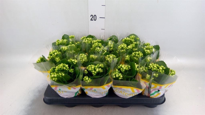 <h4>Kalanchoe blos. 'Calandiva Whites'</h4>