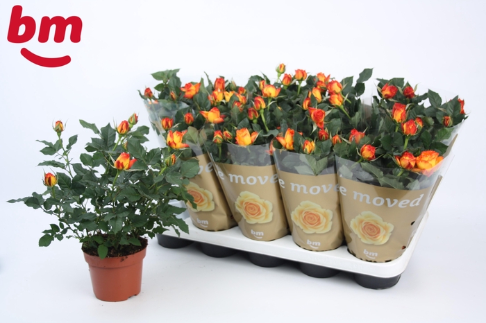<h4>Rosa Estoril Beau Monde (12 cm)</h4>