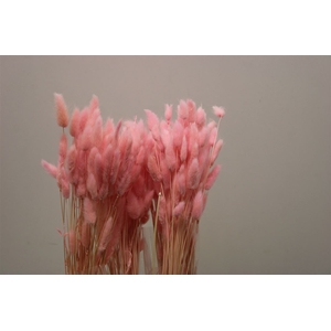 Dried Lagurus Light Pink