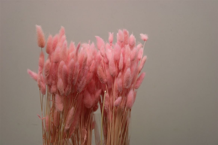 <h4>Dried Lagurus Light Pink</h4>