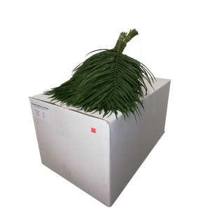 PHOENIX ROEBELINII 50 CM BQ