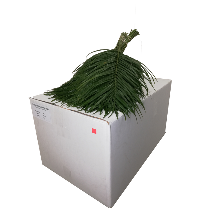 <h4>PHOENIX ROEBELINII 50 CM BQ</h4>