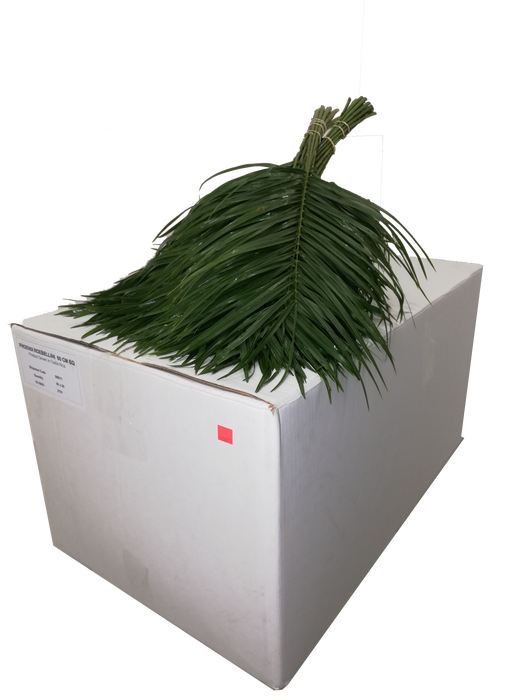 <h4>PHOENIX ROEBELINII 50 CM BQ</h4>