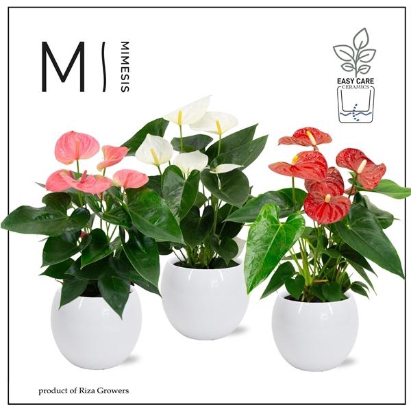 <h4>Mimesis Anthurium KARMA Mix - Lisa White</h4>