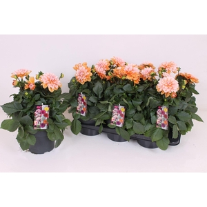 Dahlia (Decorative Grp) Labella Gra