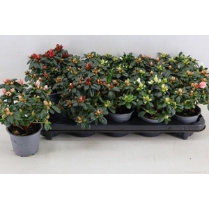 RHODO SI GEM