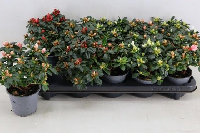 <h4>RHODO SI GEM</h4>
