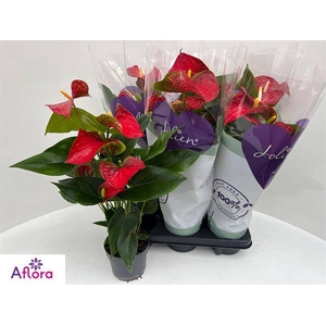 ANTHU AN BAMBINO RED