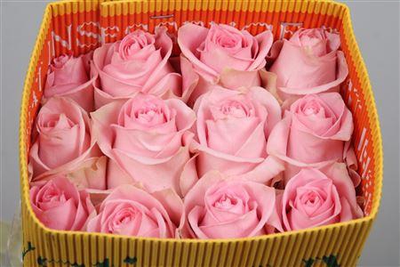 <h4>R Gr Luciano Ec</h4>