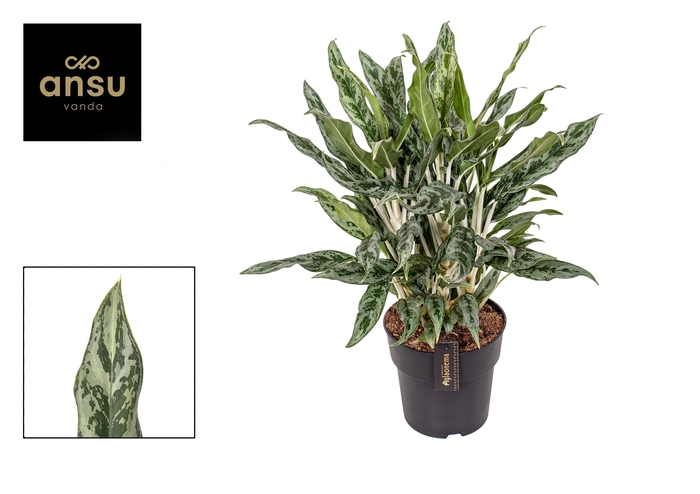 <h4>Aglaonema Greyhound</h4>