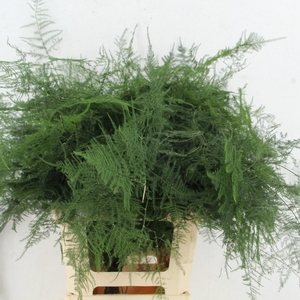 ASPARAGUS SETACEUS