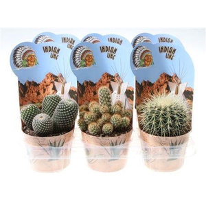 Cactus Mix