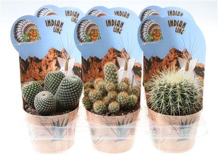 <h4>Cactus Mix</h4>
