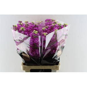 Matth Stox Deep Rose