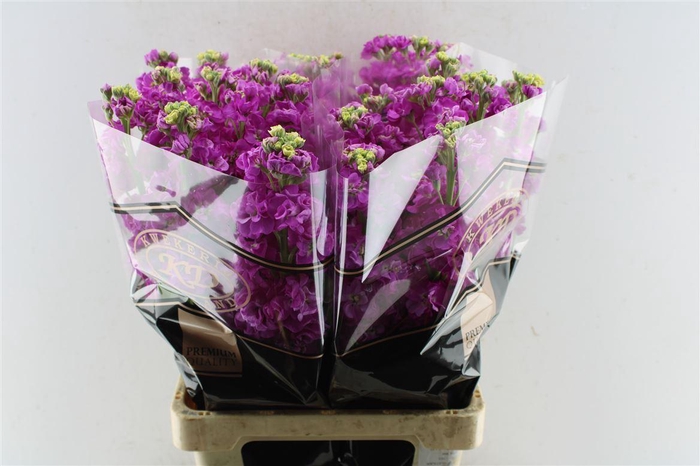 <h4>Matth Stox Deep Rose</h4>