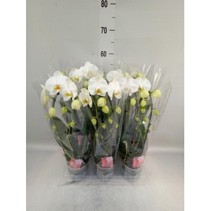 Phalaenopsis  'Elegant Cascade'