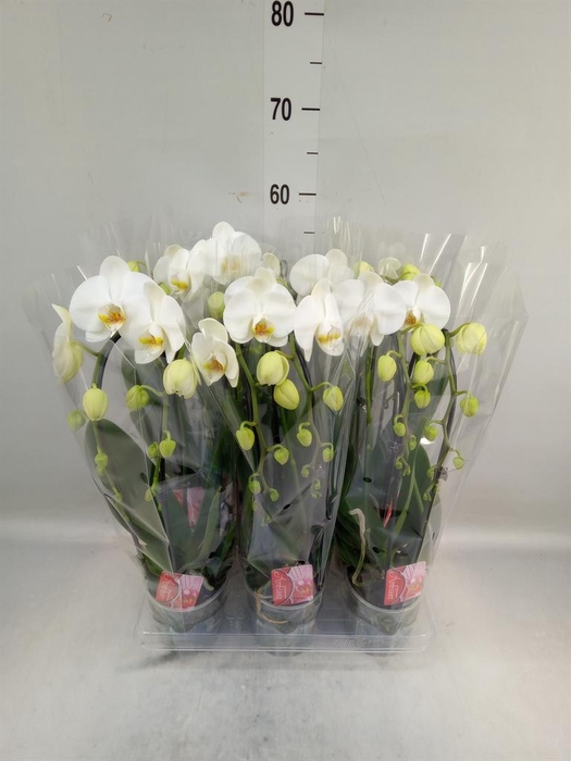 <h4>Phalaenopsis  'Elegant Cascade'</h4>