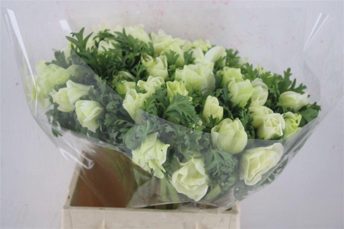 <h4>Anem Mistral Super White</h4>