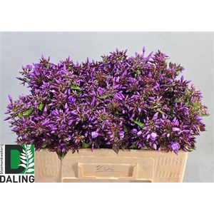 Phlox P Pixie Miracl
