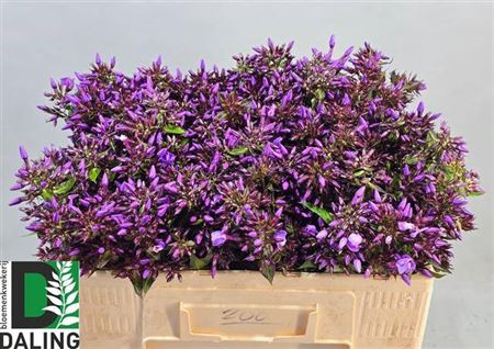 <h4>Phlox P Pixie Miracl</h4>
