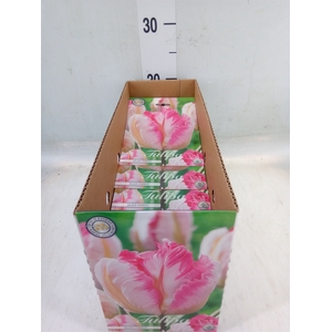 Tulipa   ...flowerbulbs