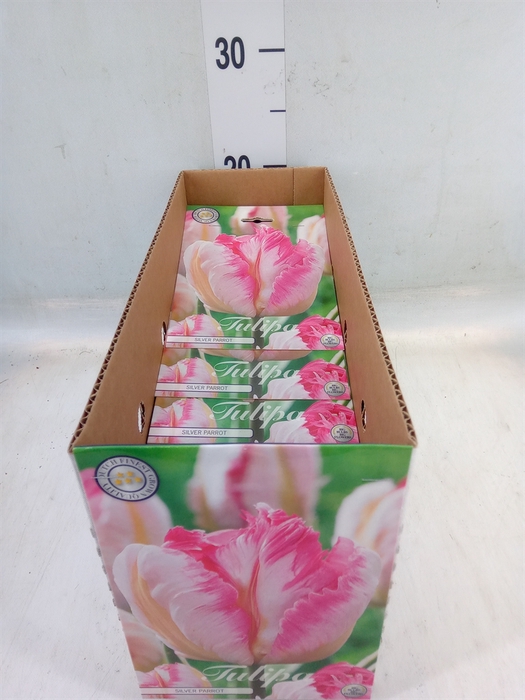 <h4>Tulipa   ...flowerbulbs</h4>