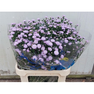 Aster Nb Astee Milka