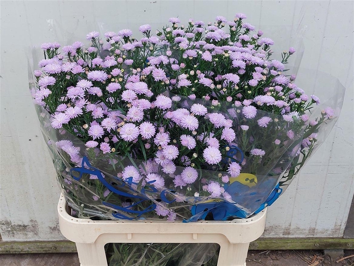 <h4>Aster Nb Astee Milka</h4>