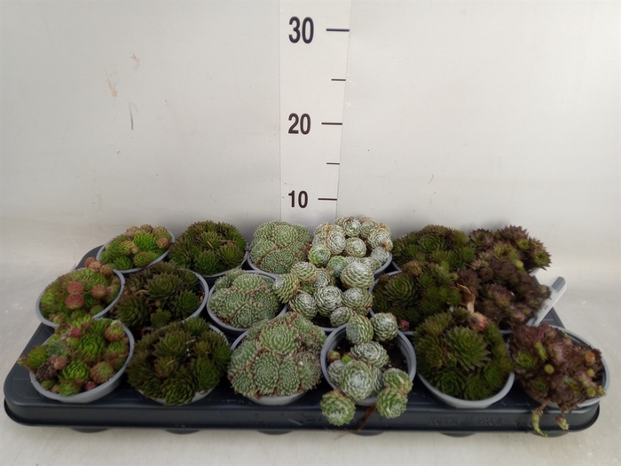 <h4>Sempervivum   ...mix</h4>