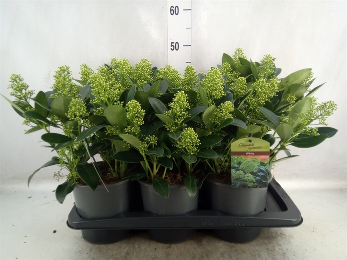 <h4>Skimmia jap. 'Finchy'</h4>