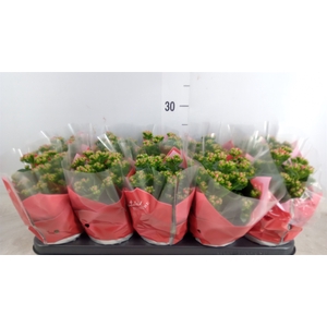 Kalanchoe blos. 'Perfecta Red'