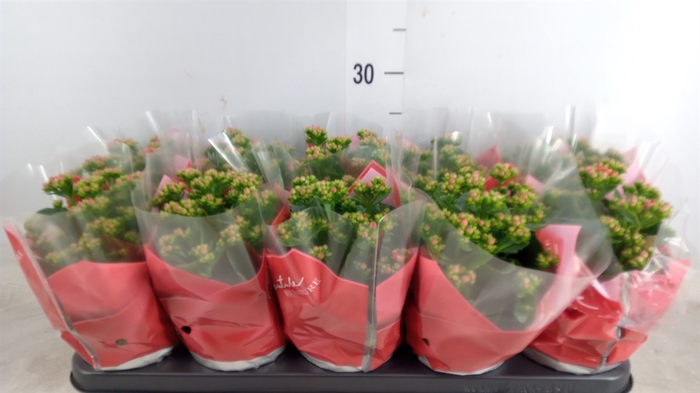 <h4>Kalanchoe blos. 'Perfecta Red'</h4>
