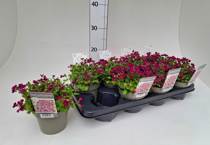 <h4>ARABIS CAUCASICA</h4>