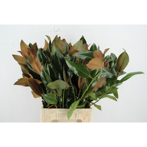 MAGNOLIA GRANDIFL BS