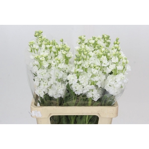 Matthiola Iron White