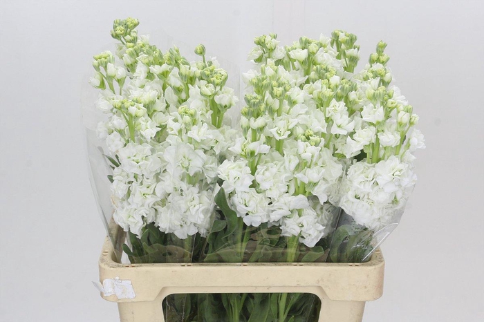 <h4>Matthiola Iron White</h4>
