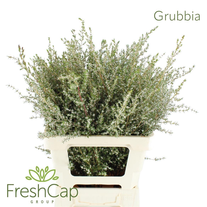 Grubbia Red